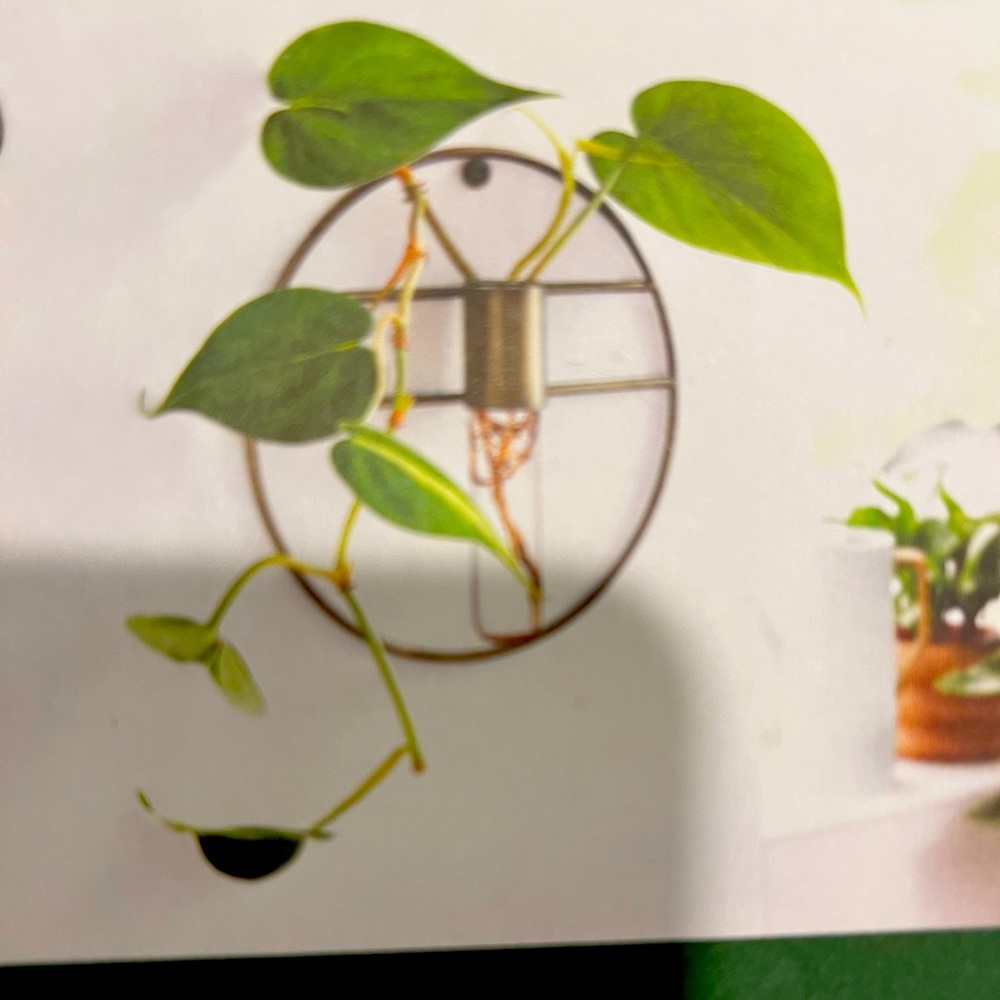 Wall mounted propagation by Hilton Carter